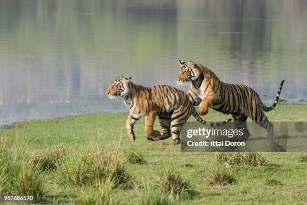 tiger playtime - doron stock pictures, royalty-free photos & images