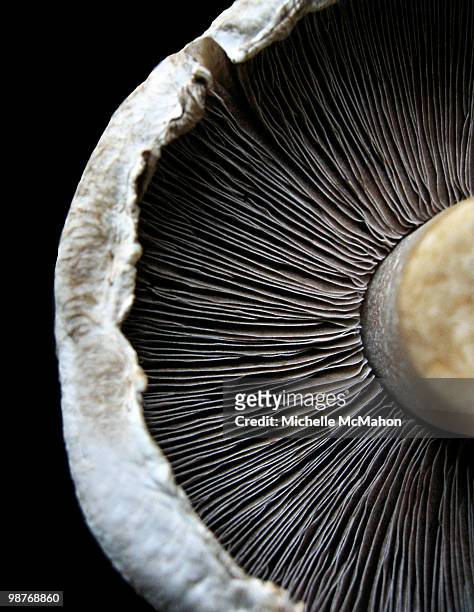 mushroom.  - gilo stock pictures, royalty-free photos & images
