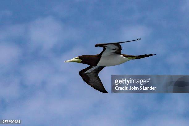 Diomedeidae or Albatross are large seabirds with extraordinary flying skills using dynamic soaring that enables them to cover long distances....