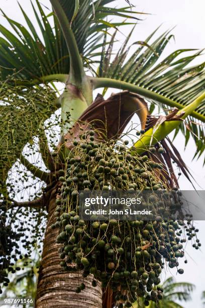 Acai palm Euterpe oleracea, is a species of Arecaceae grown for its acaí berries commonly found in South America and elsewhere in the tropics. Acaí...