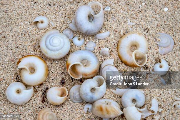 Snail Fossils Minamjima - One of the most unusual attractions at Minamijima are the fossils of snails that went extinct over 1000 years ago - they...