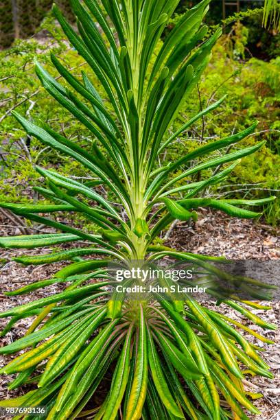 Lobelia boninensis is a type of Campanulaceae which are flowering plants with more than 400 species found in tropical regions of the world, They are...