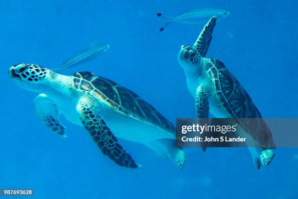 Chelonia mydas mydas or green sea turtles are usually found in tropical waters. This species was in a steep decline since the 70s because of...