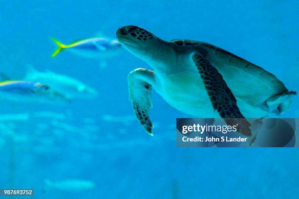 Chelonia mydas mydas or green sea turtles are usually found in tropical waters. This species was in a steep decline since the 70s because of...