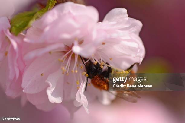 pink - mensen stock pictures, royalty-free photos & images