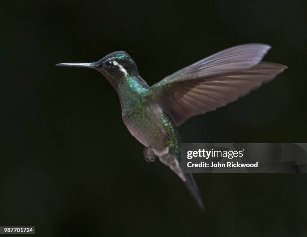 humming bird - humming stock pictures, royalty-free photos & images