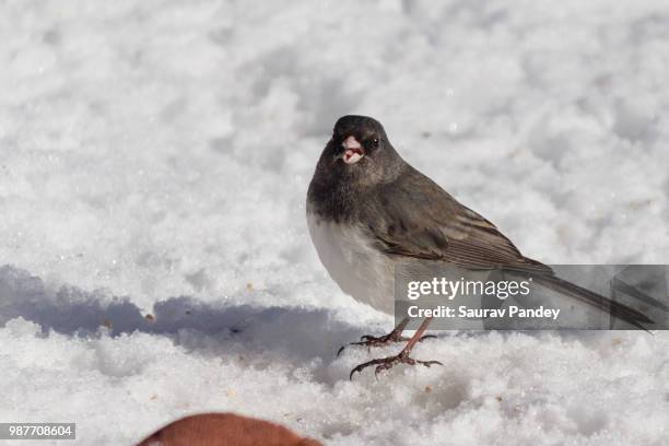 dark eyed junco - jenco stock pictures, royalty-free photos & images