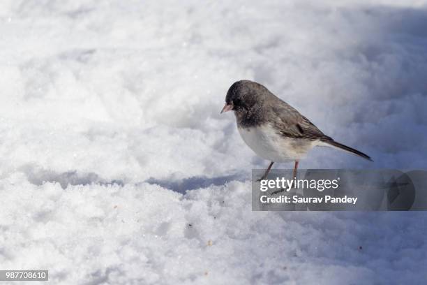 dark eyed junco - dark eyed junco stock pictures, royalty-free photos & images