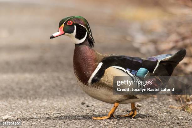 canard branchu - canard stock pictures, royalty-free photos & images