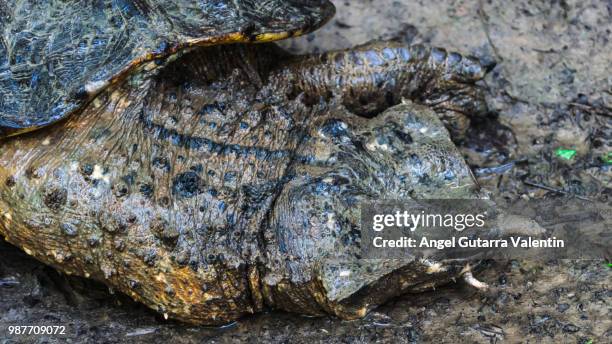 a prehistoric turtle (matamata) - matamata foto e immagini stock