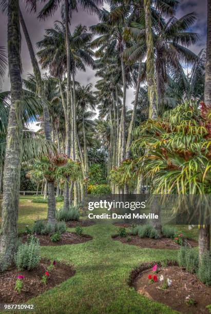 island garden - melville island stock pictures, royalty-free photos & images