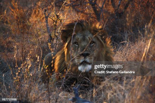 132 Stefano Felis Stock Photos, HighRes Pictures, and Images Getty