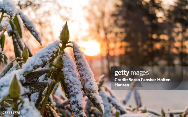 rhododendron on a cold winter morning - rhododendron stock-fotos und bilder