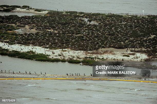 Birds at the Breton Island sanctuary that is protected by oil boom barriers to stop the spread of oil from the BP Deepwater Horizon platform...