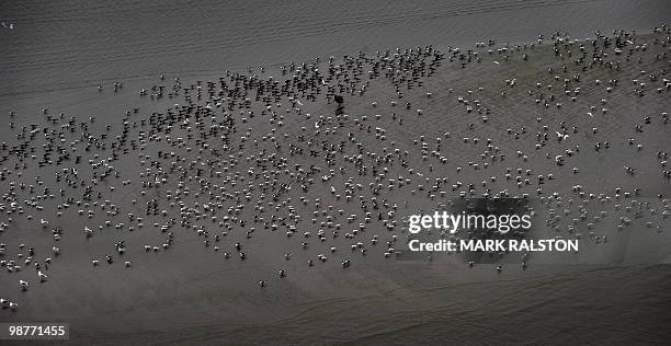 Birds at the Breton Island sanctuary that is protected by oil boom barriers to stop the spread of oil from the BP Deepwater Horizon platform...