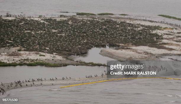 Birds at the Breton Island sanctuary that is protected by oil boom barriers to stop the spread of oil from the BP Deepwater Horizon platform...