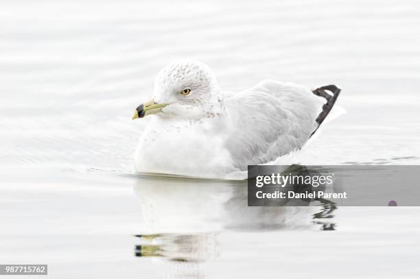 not in the mood... - charadriiformes stock pictures, royalty-free photos & images