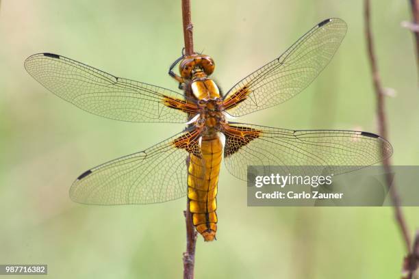 libellula depressa - libellulidae stock pictures, royalty-free photos & images
