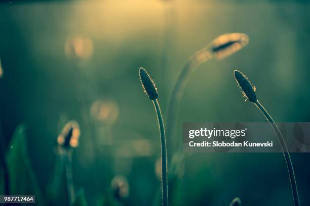 fountain grass - fountain grass stock pictures, royalty-free photos & images