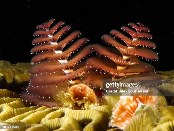 xmas tree - tube worm stock pictures, royalty-free photos & images