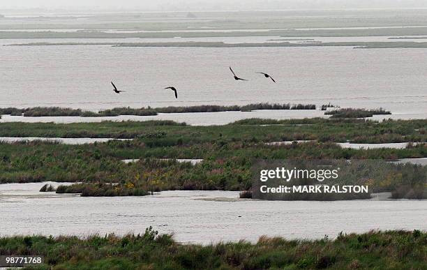 Birds fly over the fragile wetlands that are in the path of spreading oil from the BP Deepwater Horizon platform disaster on the coast of Louisiana...