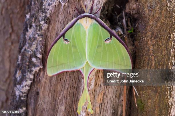 luna moth - luna moth stock pictures, royalty-free photos & images