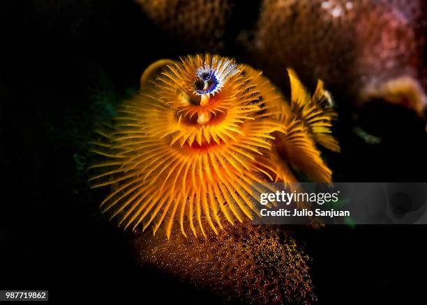 christmas sea worm - tube worm stock pictures, royalty-free photos & images