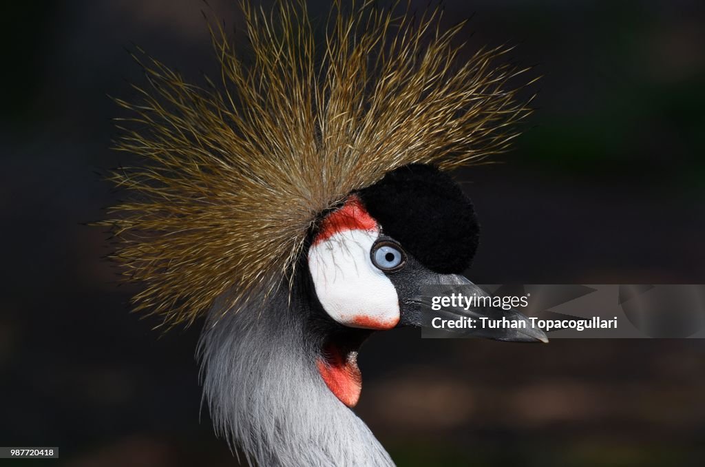 Black Crowned Crane