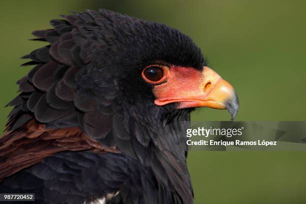 eagle - bateleur eagle stockfoto's en -beelden