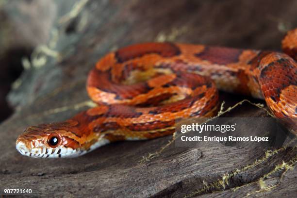 corn snake - corn snakes stock pictures, royalty-free photos & images