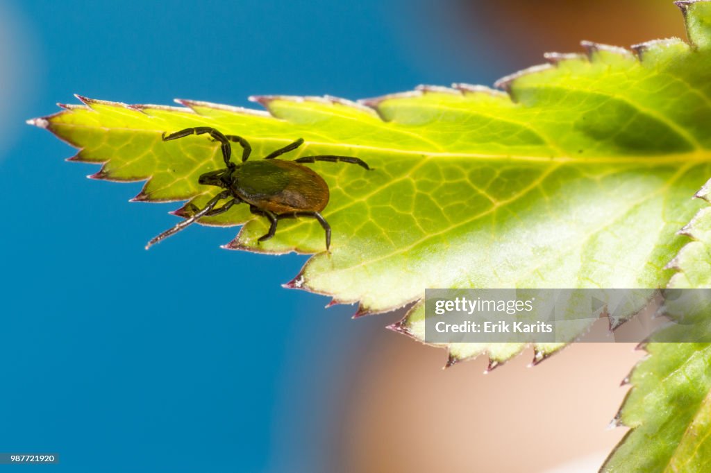 The castor bean tick (Ixodes ricinus)