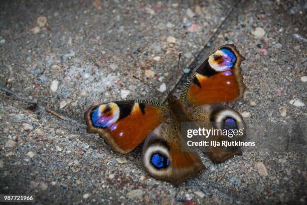 schmetterling - schmetterling fotografías e imágenes de stock