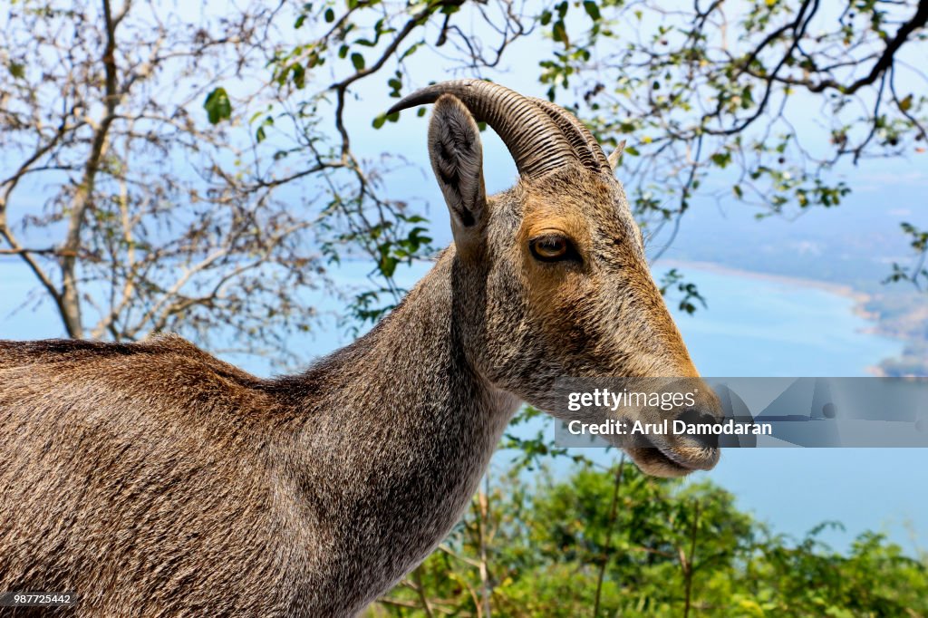 Nilgiri Thar Anamalai Tiger Reserve Valparai