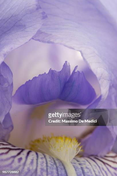 iris germanica - medici stock pictures, royalty-free photos & images