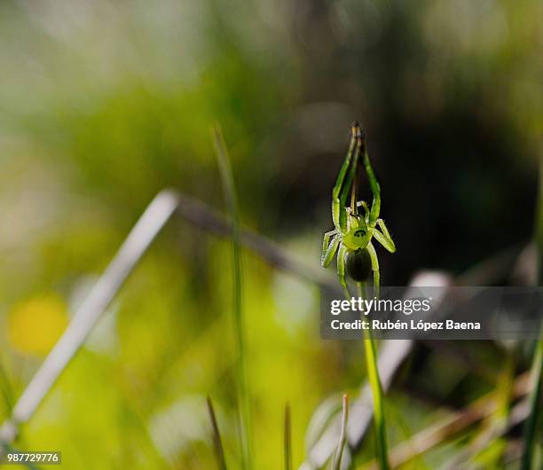 sonrisa invertebrada - baena stock-fotos und bilder