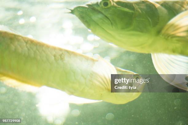 mad fish and bokeh - carrying in mouth stock pictures, royalty-free photos & images