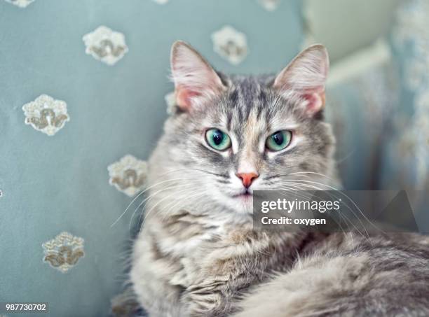 seriously and angry little gray cat sitting on sofa - トリテレイアイキシオイデス ストックフォトと��画像