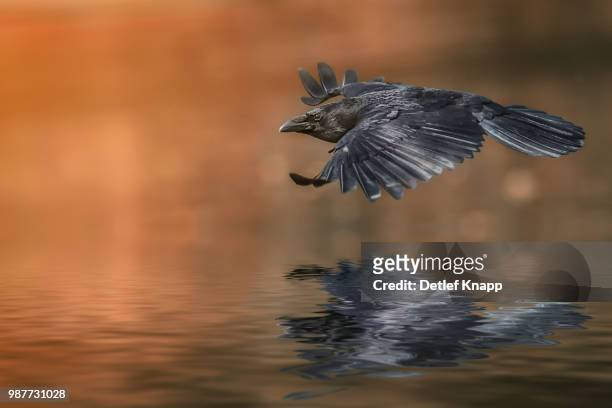the flight of raven - hoatzin stock pictures, royalty-free photos & images
