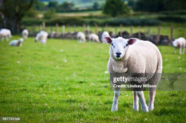flock - lindsay lamb stock-fotos und bilder