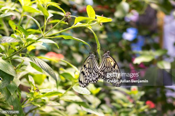 butterfly 7 - paper kite butterfly stock pictures, royalty-free photos & images