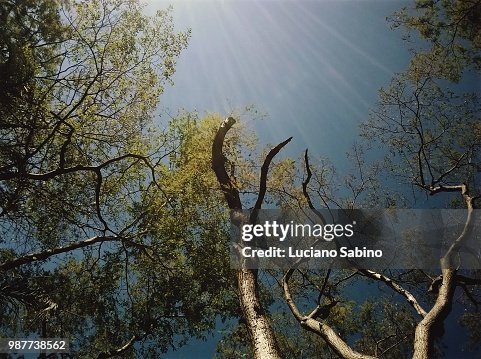 Semideciduous forest Semideciduous forest