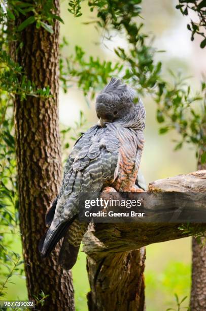 gang gang cockatoo - bror stock pictures, royalty-free photos & images