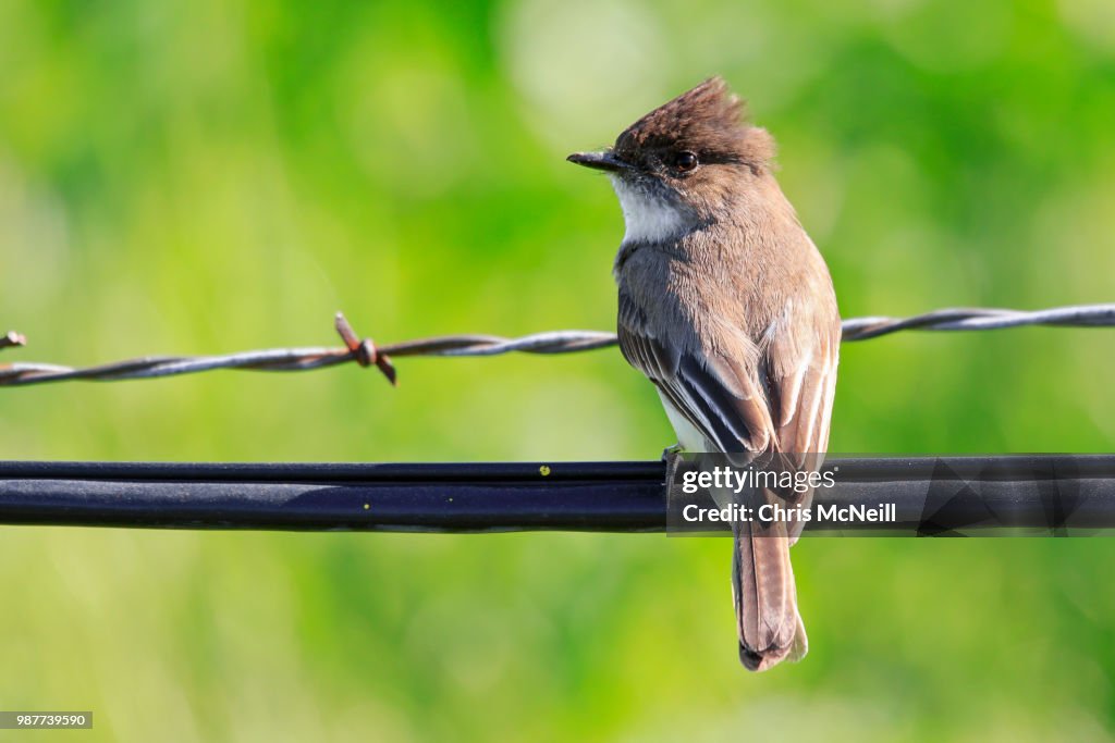 Eastern Wood-Pewee