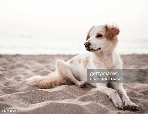 white dog lying on sand, boa vista, cape verde - boa vista fotografías e imágenes de stock