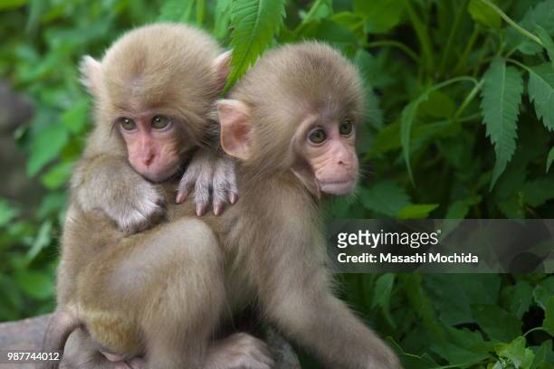 nakano,japan - jigokudani monkey park stock pictures, royalty-free photos & images