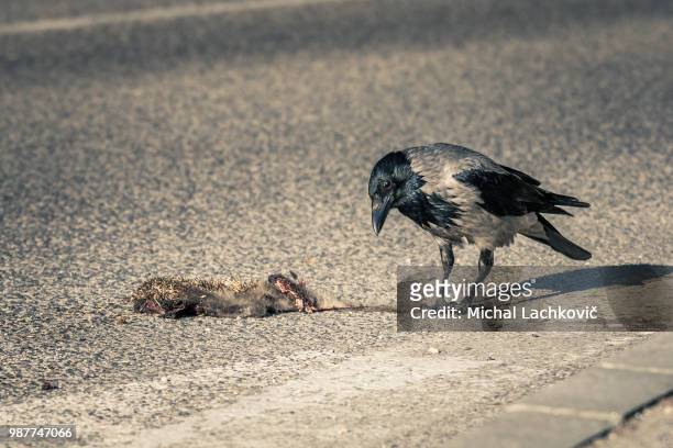 crow on the road - vulnerable species stock pictures, royalty-free photos & images