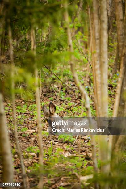 capreolus capreolus - bat eared fox stock pictures, royalty-free photos & images