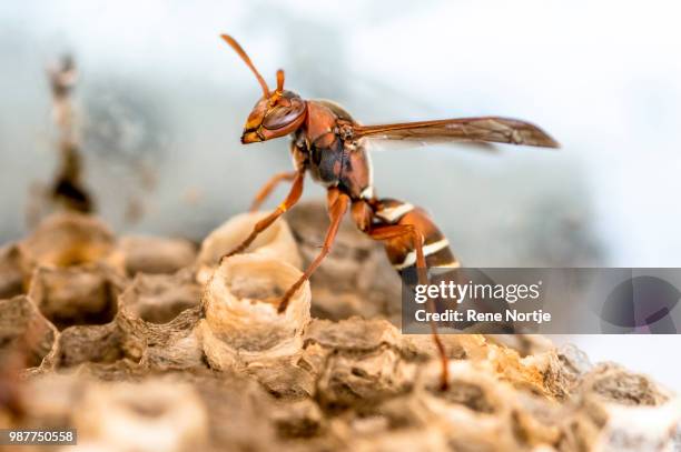 strike a pose! - african wasp photos et images de collection