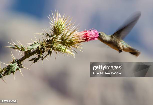 hummingbird cactus - humming stock pictures, royalty-free photos & images