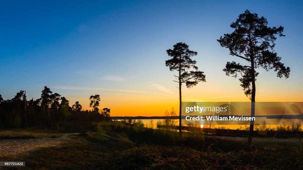 Sunset Trees